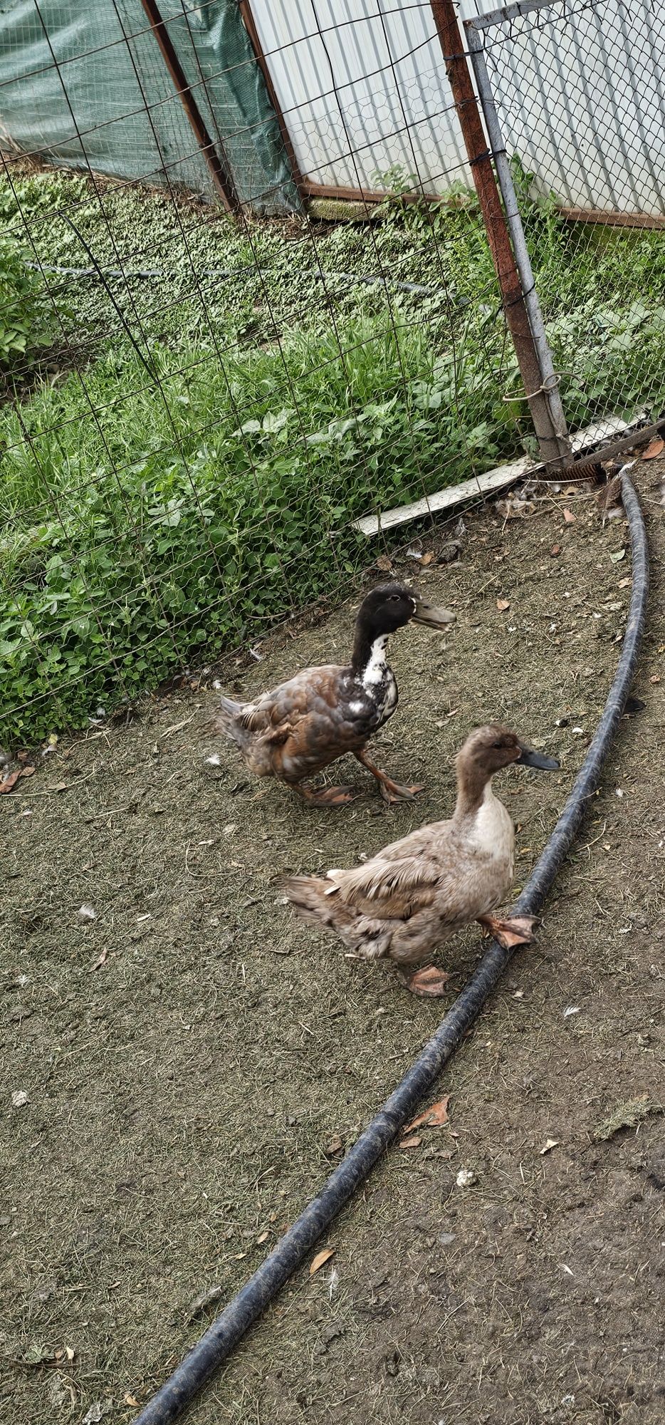 Vând 8 rate și 2 rățoi,  plus curca și curcan !