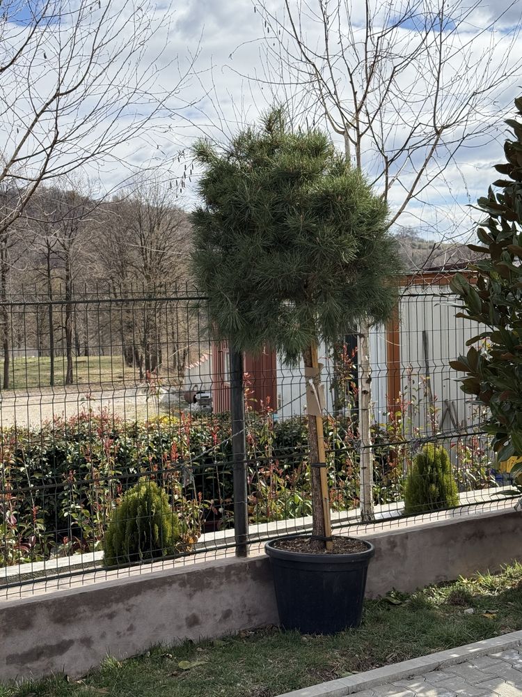 Plante ornamentale