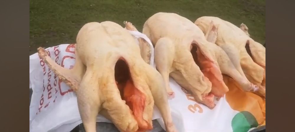 Тушки Гуся мясо продам по 6500