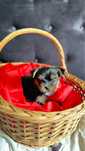 Yorkshire terrier baietel vaccinat carnet de sanatate