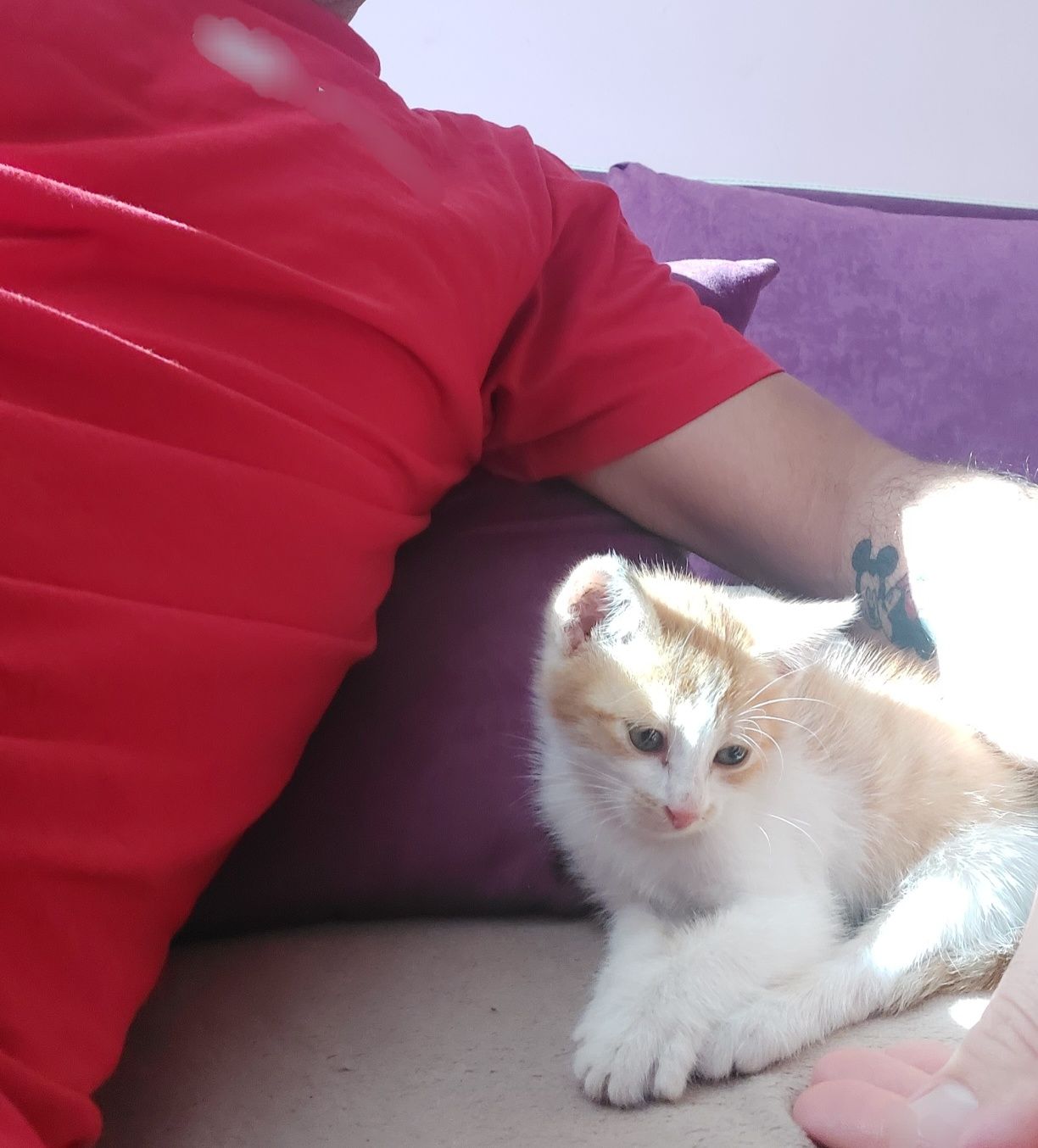 котка малка 2мес