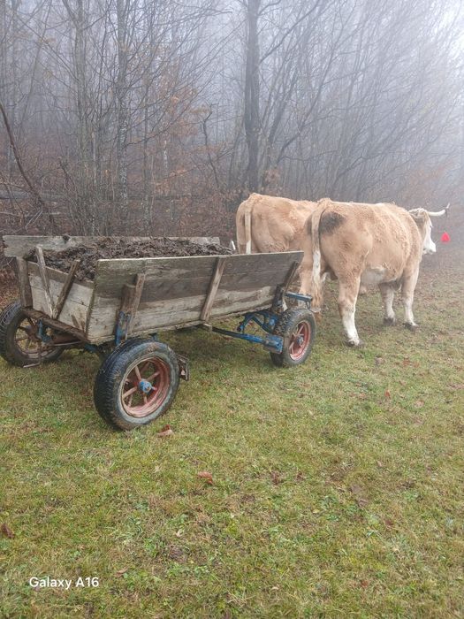 Vând boi gemeni de 4 ani jumătate
