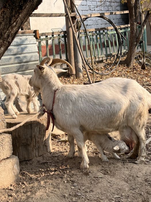 Орыс ешкі 2  баласымен
