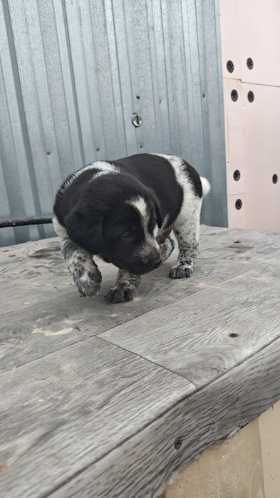 Отдам щенков в добрые руки