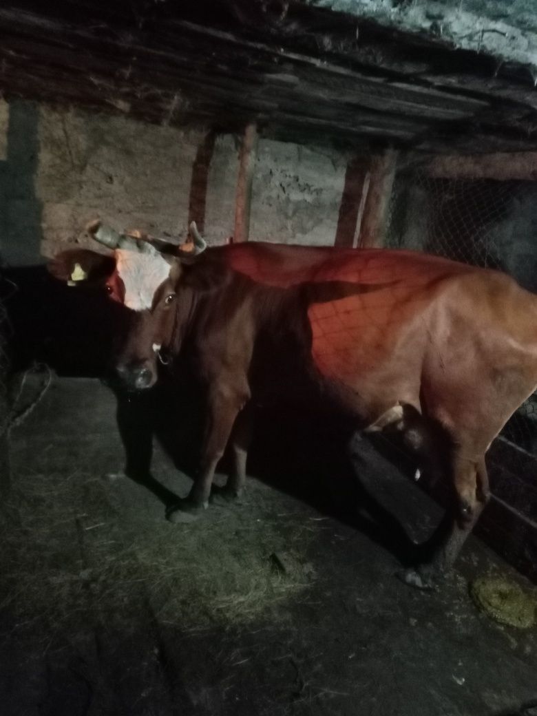 Продам молочную корову