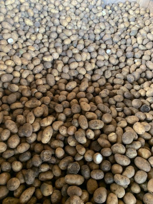 Cartof pentru animale roșu și alb - calitate foarte bună