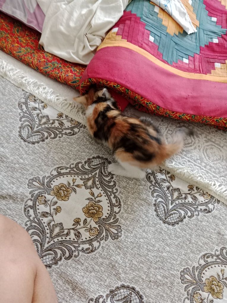 Кошка девушка классная