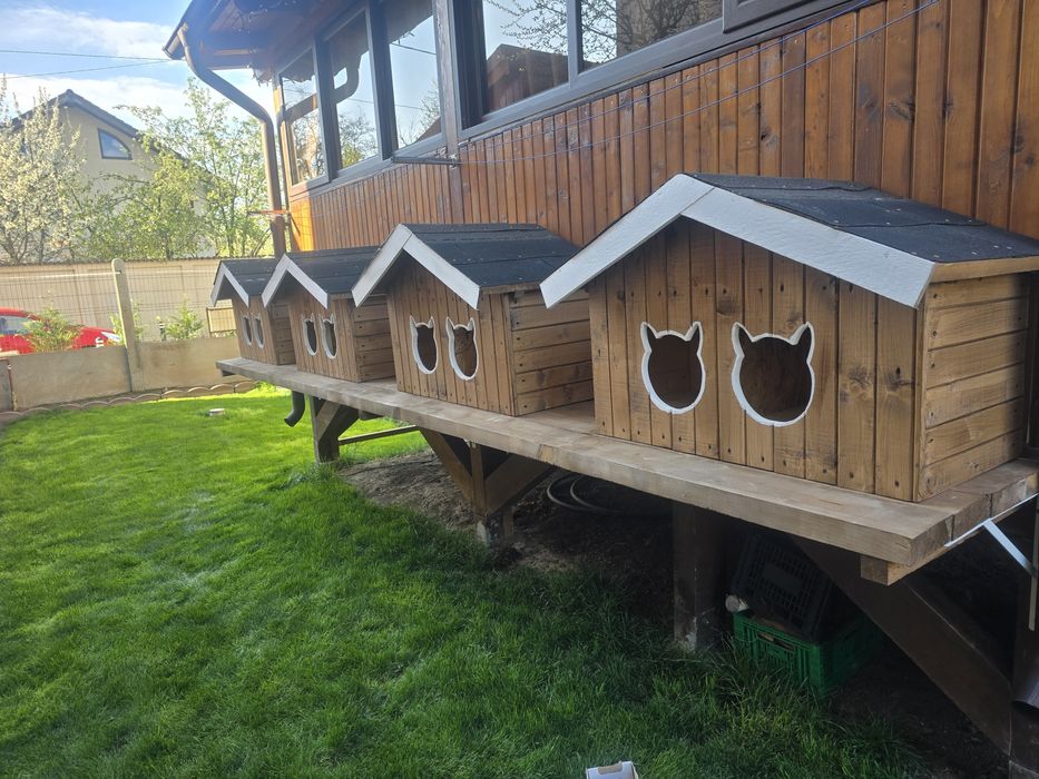 Cotete/cușcă! Câine