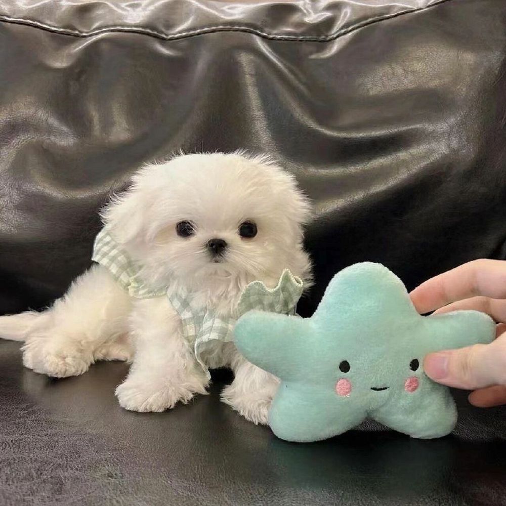 Bichon maltez mini toy