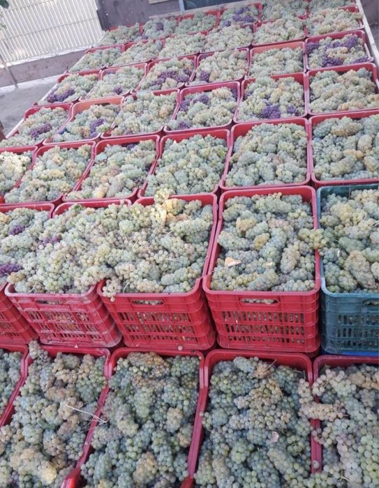 Vand struguri de vin