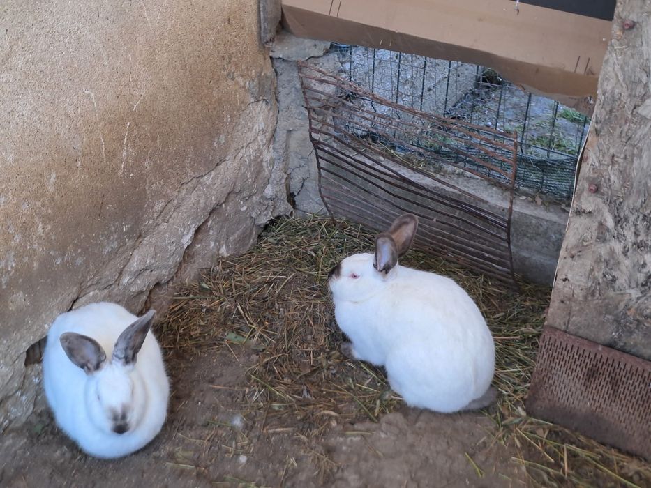 Iepuri californieni si iepuri usiasi germani