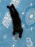 Котик, отдам даром. Mushukcha, bepul.