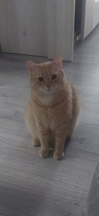 Pisica Ofer spre adopție