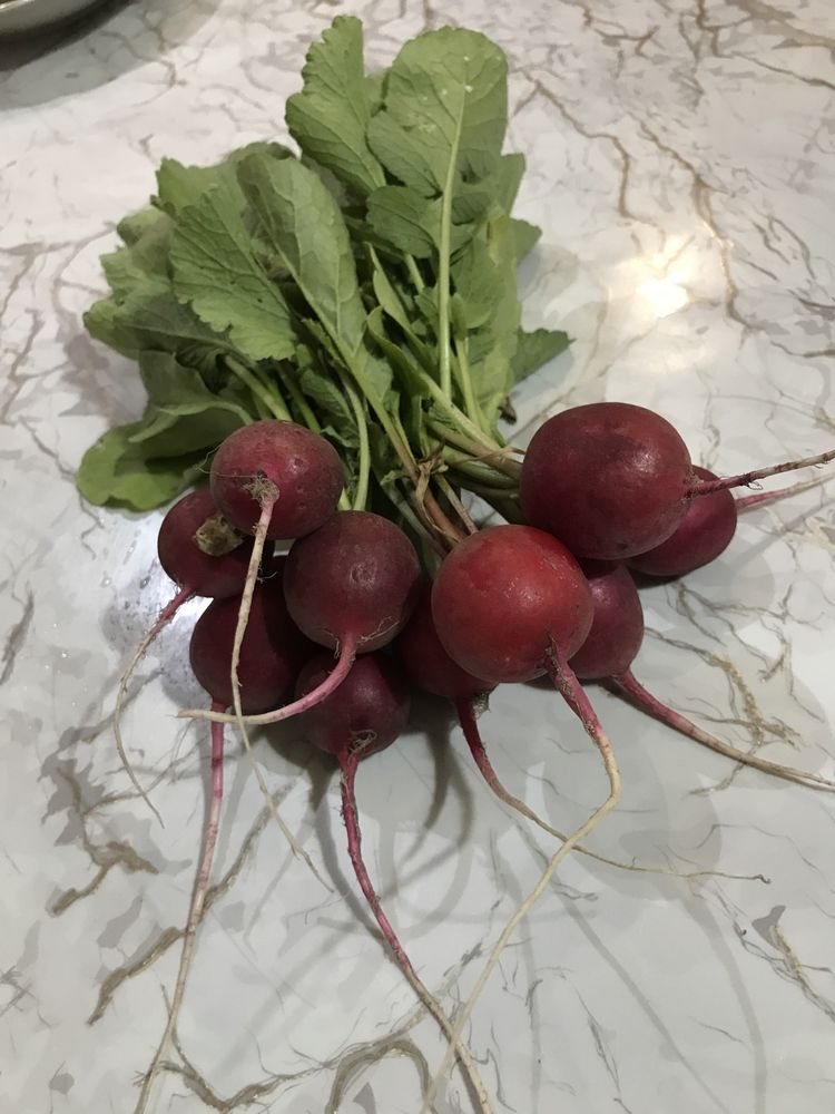 Продам редиску свежую
