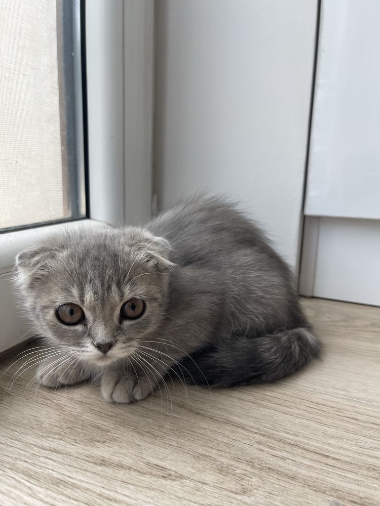 Продается Шотландский фолд