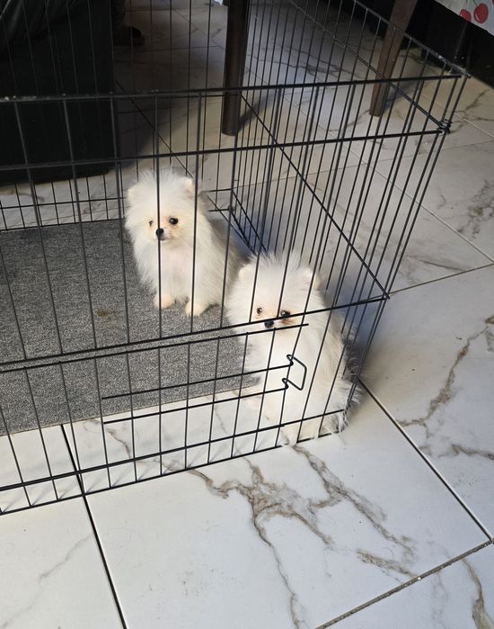 Мини Померан момчета