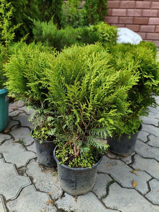 Туя шаровидная, можжевельник, сосна мугус