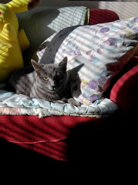 Британски късокосмест котарак