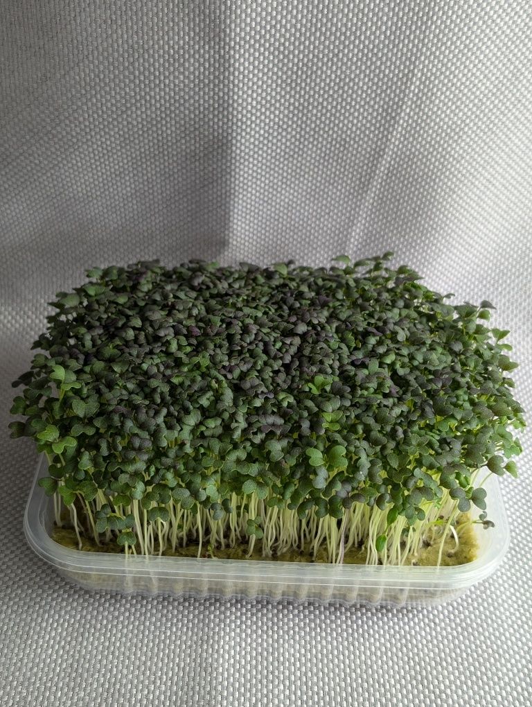 Микрозелень для ресторанов и физ. лиц.