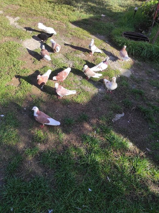 Porumbei jucători rolari de Birmingham