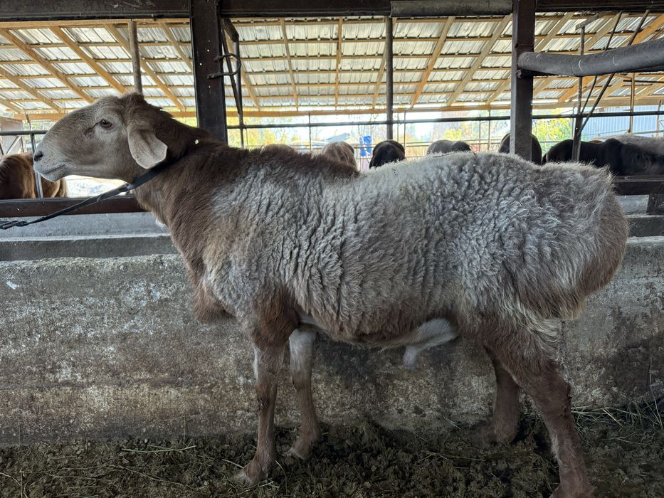 Кошкар гиссар на племя