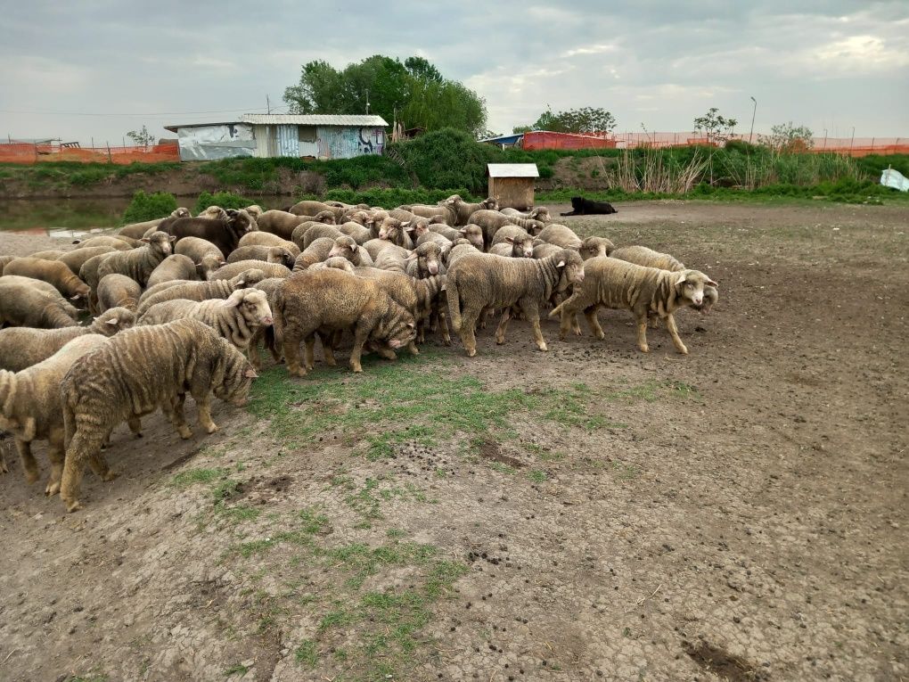 Berbecuti si mielute merinos de palas