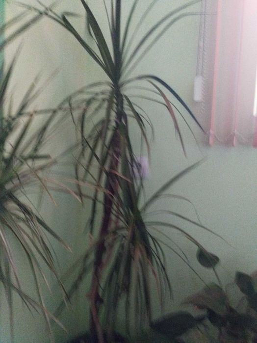 Продавам различни видове цветя