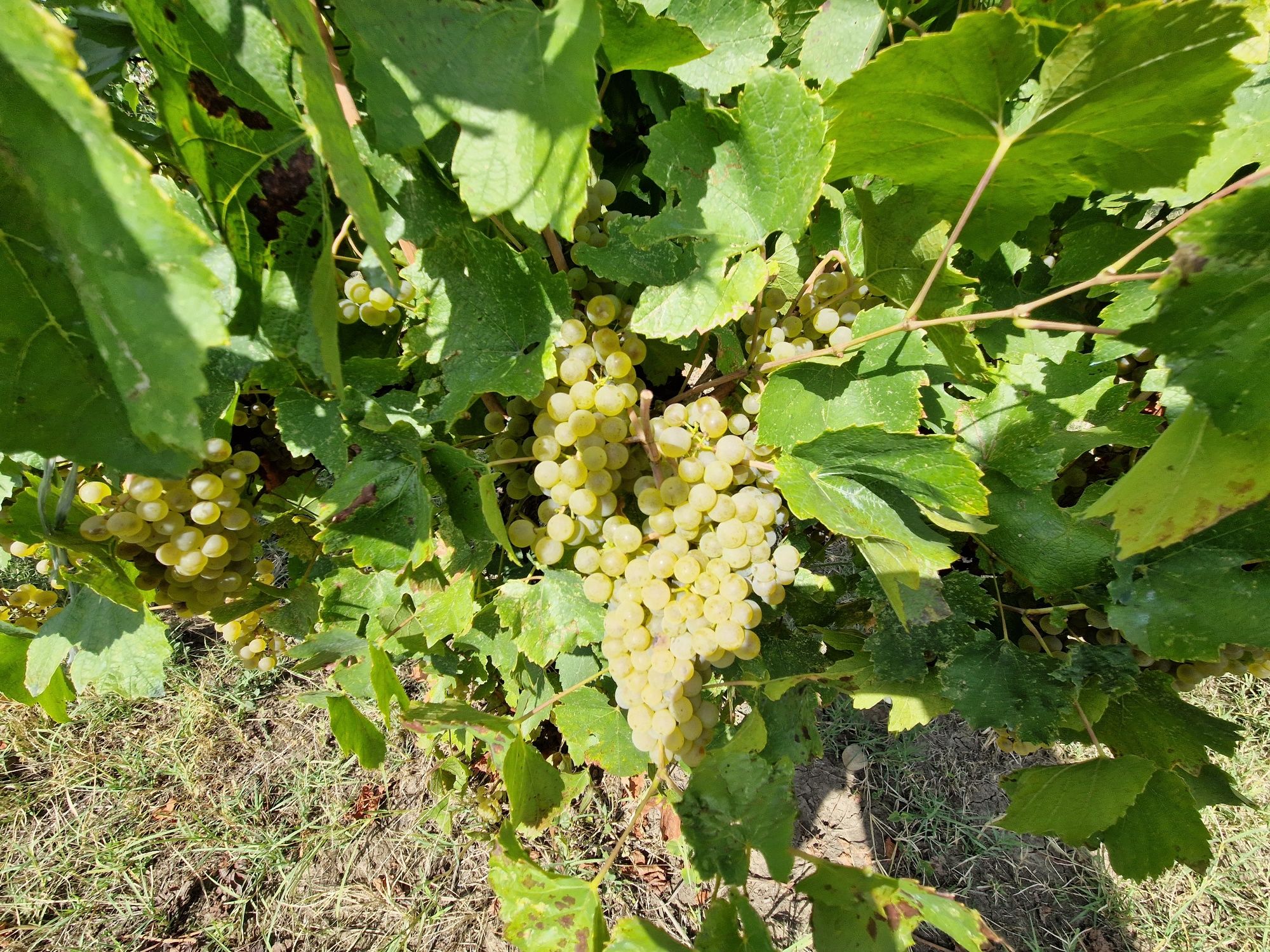Struguri pentru vin de calitate DOC Cotesti si must direct producator