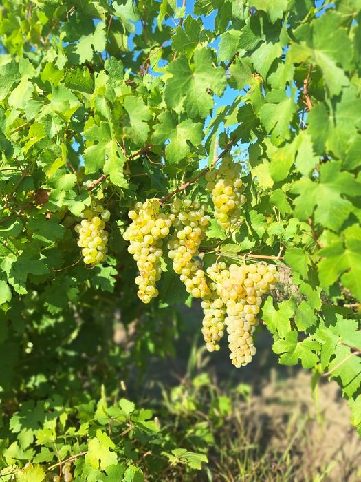 Struguri pentru Vin – Tâmboiești, Vrancea  Producător
