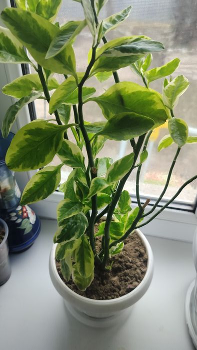 Педилантус вариагатный