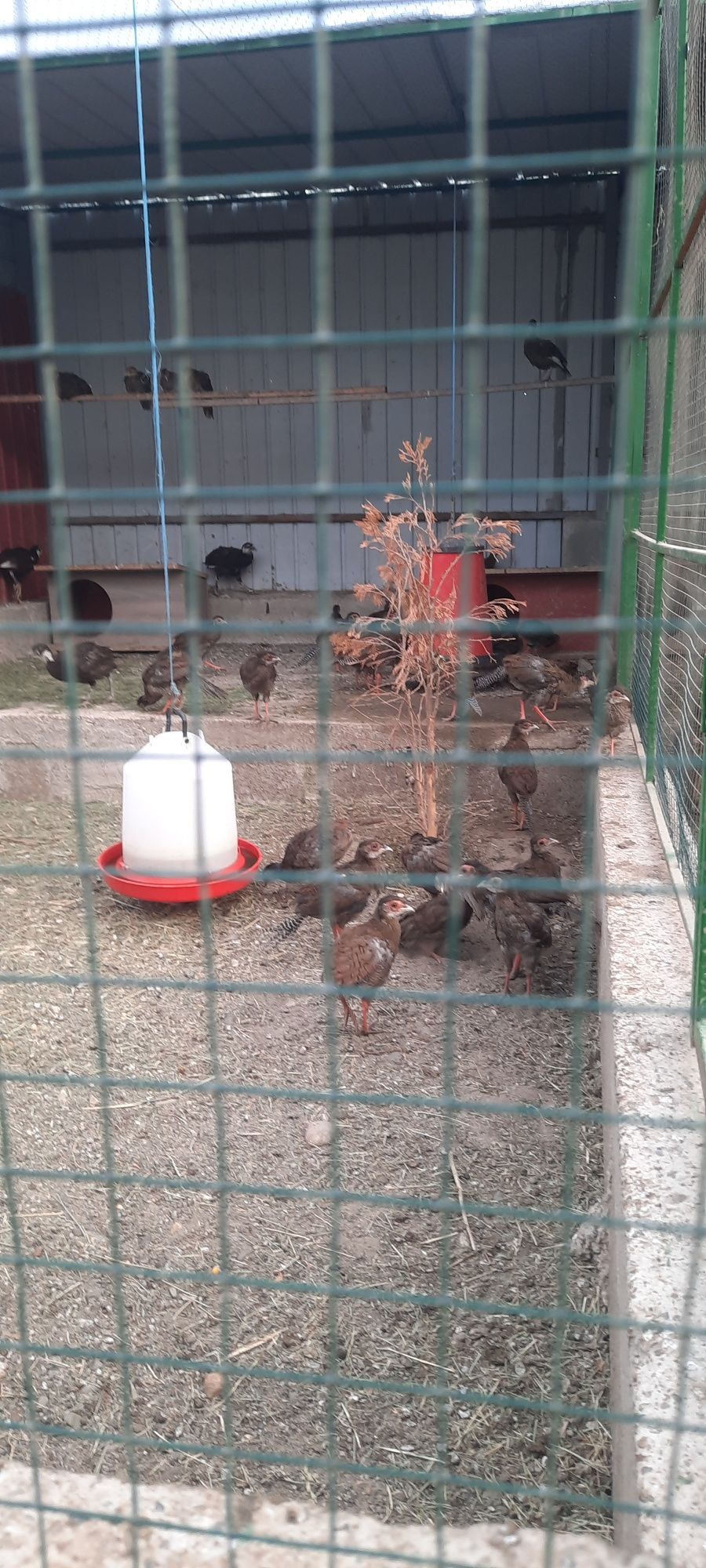 Fazani exotici si rațe