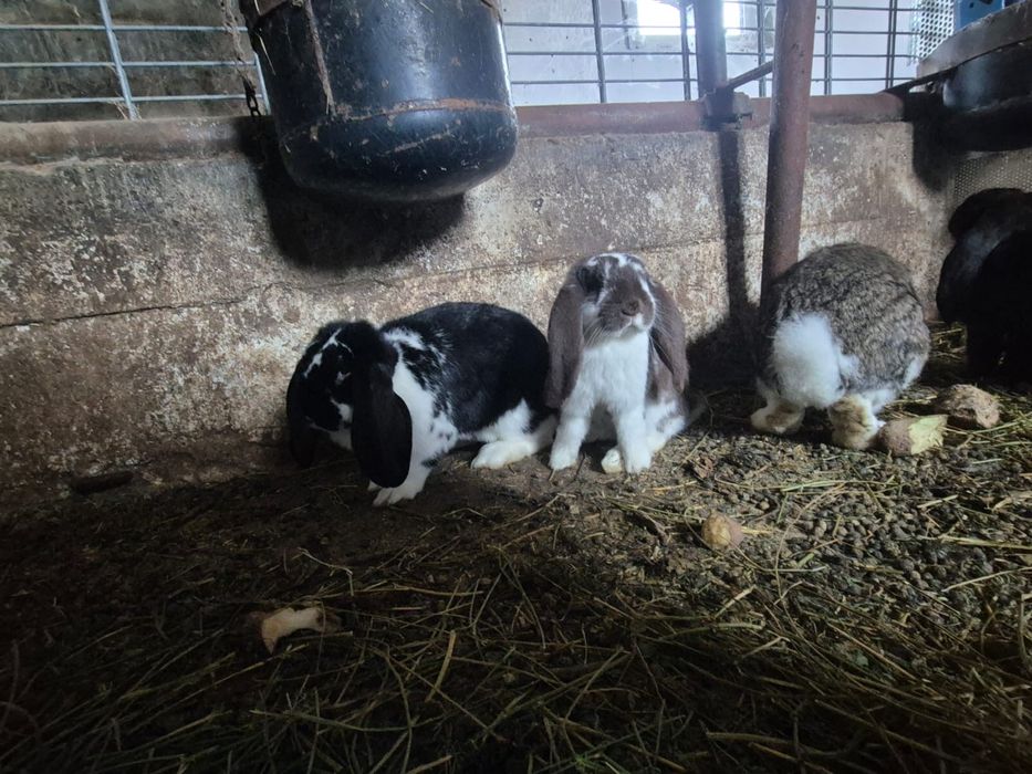 Vând iepuri berbec german