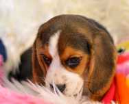 Pui Beagle tricolor din parinti cu pedigree