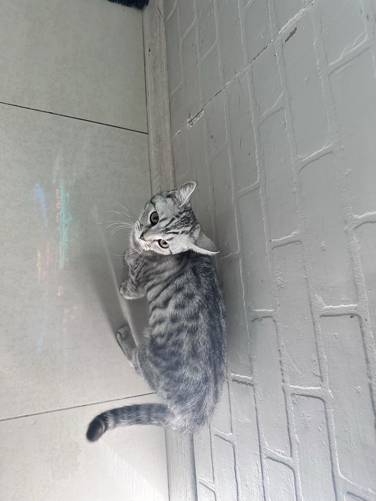 Котенек девченка