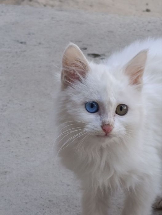 Mushuk sotiladi …….