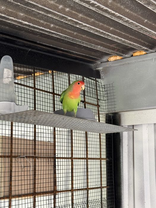 Agapornis roseicollis