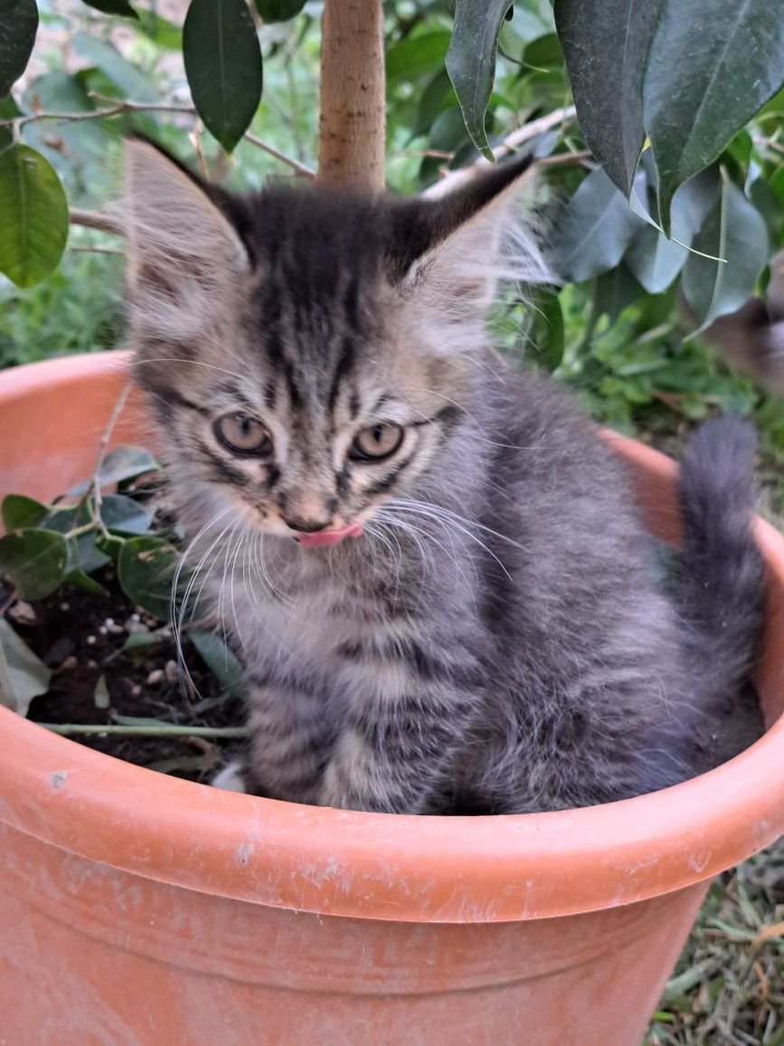 Милые котята даром