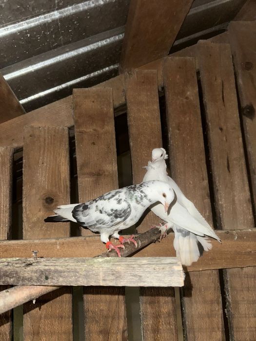 Vand porumbei jucatori