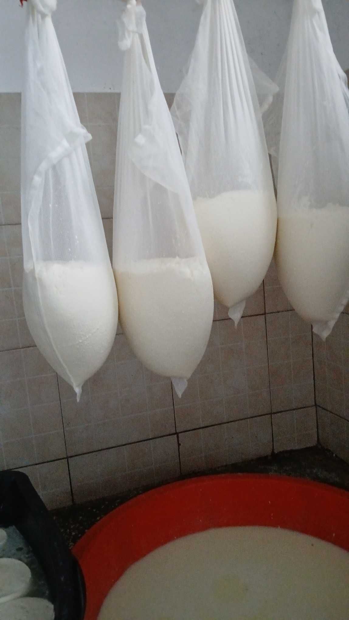 Vand branza proaspata de capra, en gros 35 lei/kg.