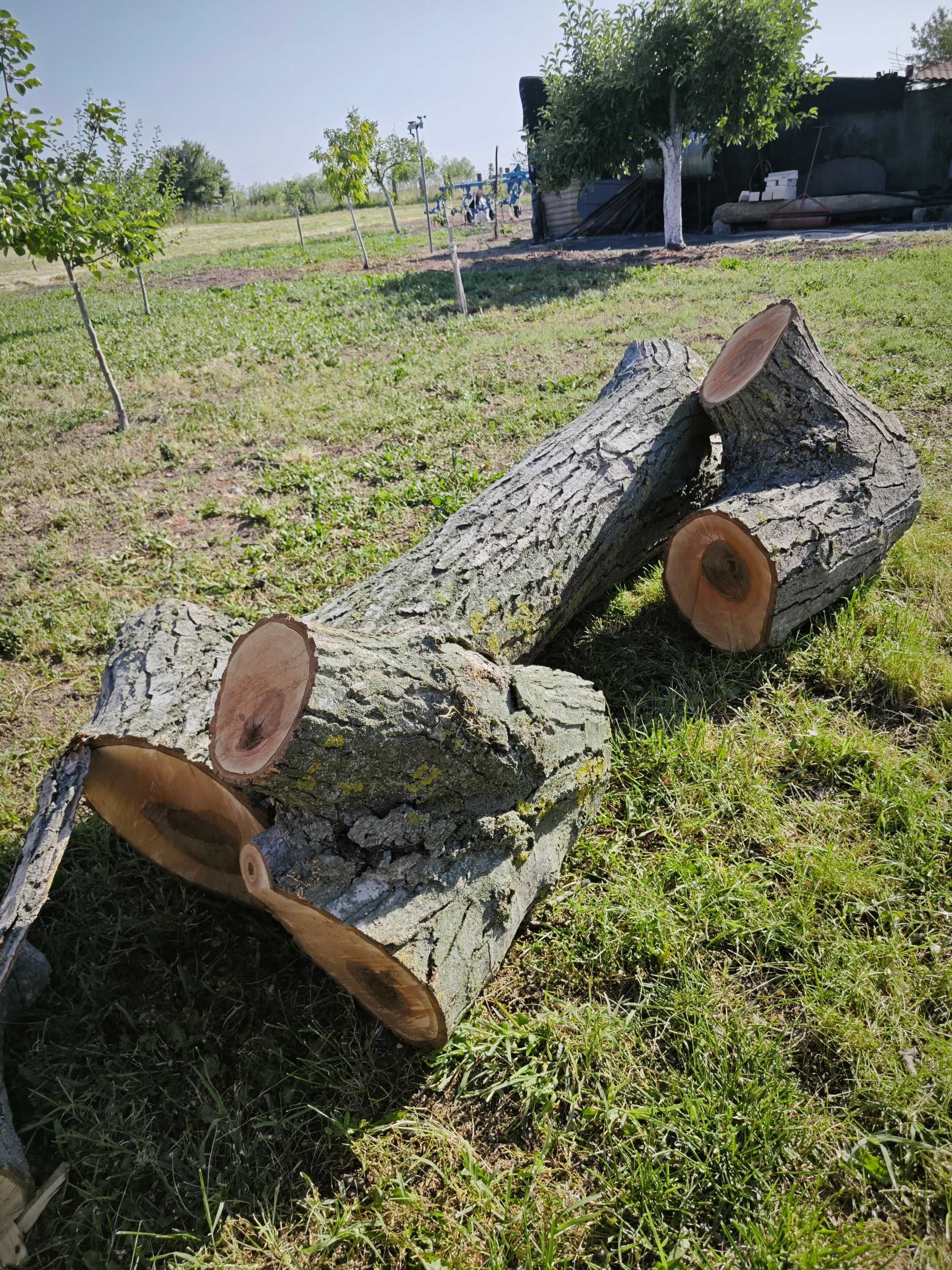 Орехови трупи за мебели и дърворезба