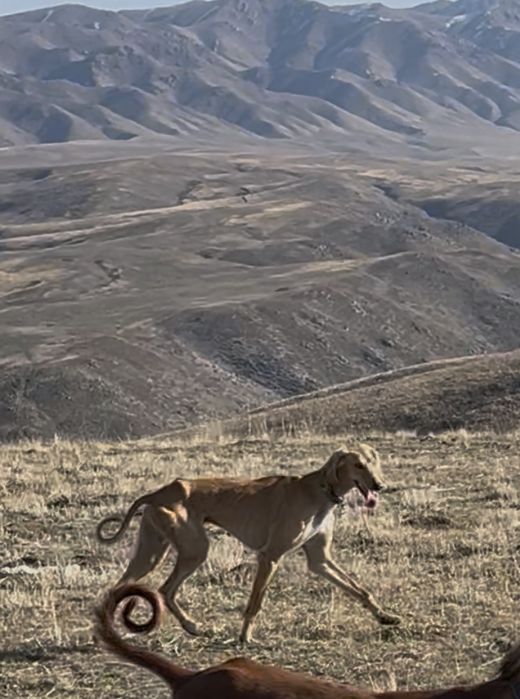 Тазы 1 жарымда жасы.ауызданған қойан ,тулкі .Шырғаға жугіреді