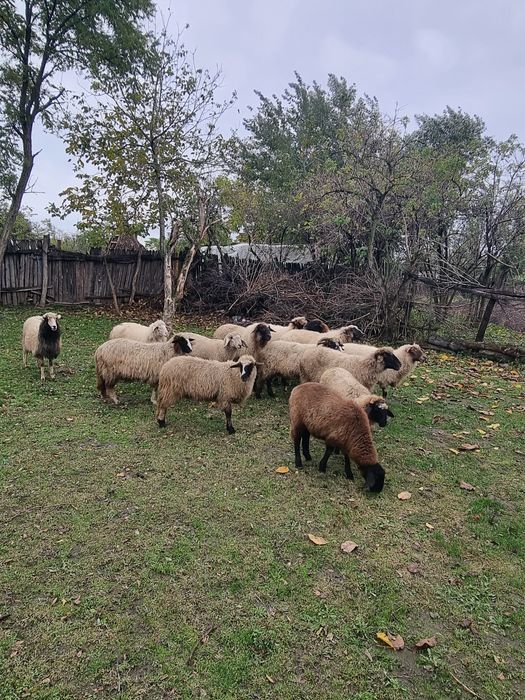 Se vând oi la grămadă