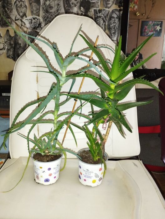 Алое    Arborescens, Barbadensis