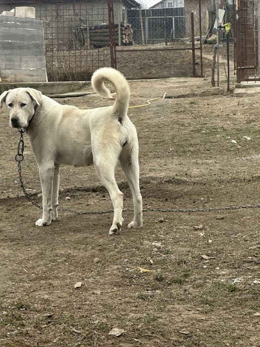 Femela ciobanesc de asia centrala