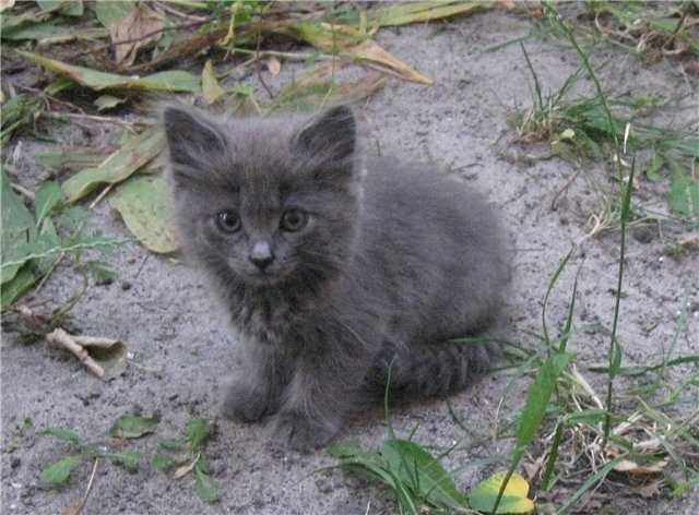 котёнка в добрые руки