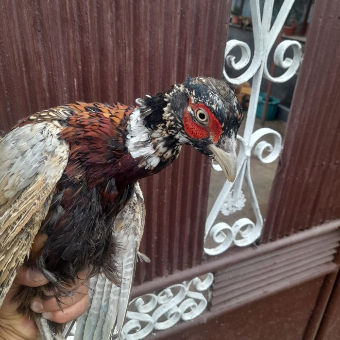 Flori , păsări, plante și animale pregătite pentru o casă nouă