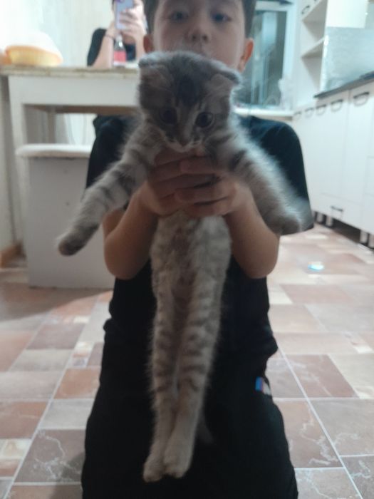 Котёнок мальчик бесплатно