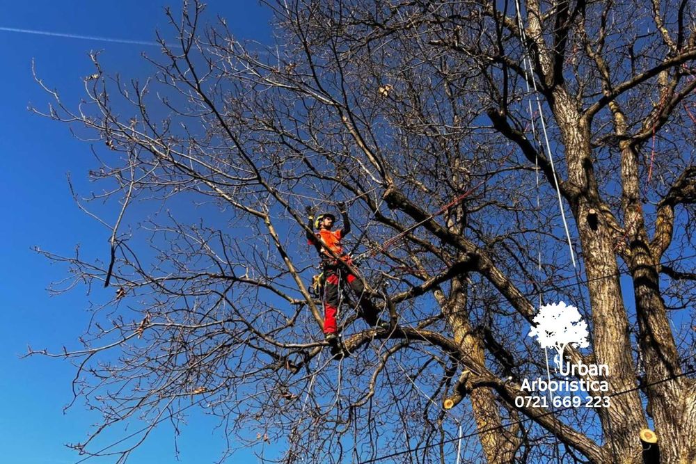 Toaletare Copaci Ingrijire arbori Tundere pomi Toaletat arbusti Sibiu
