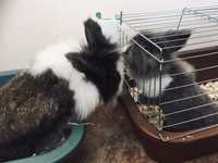 Хотел за зайци в домашни условия