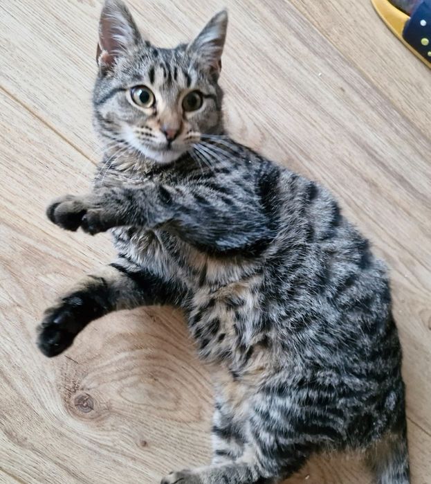 Мъжко котенце на около 5 месеца